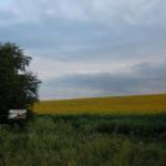 Фотография поле подсолнухов вблизи середины хутора-фото с карты гугл