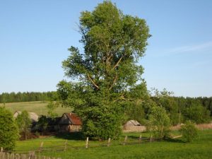Наше село, фото 3 из 18