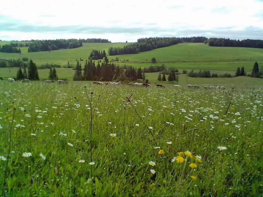 Наше село