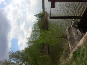 фото бересток, фото 3 из 4