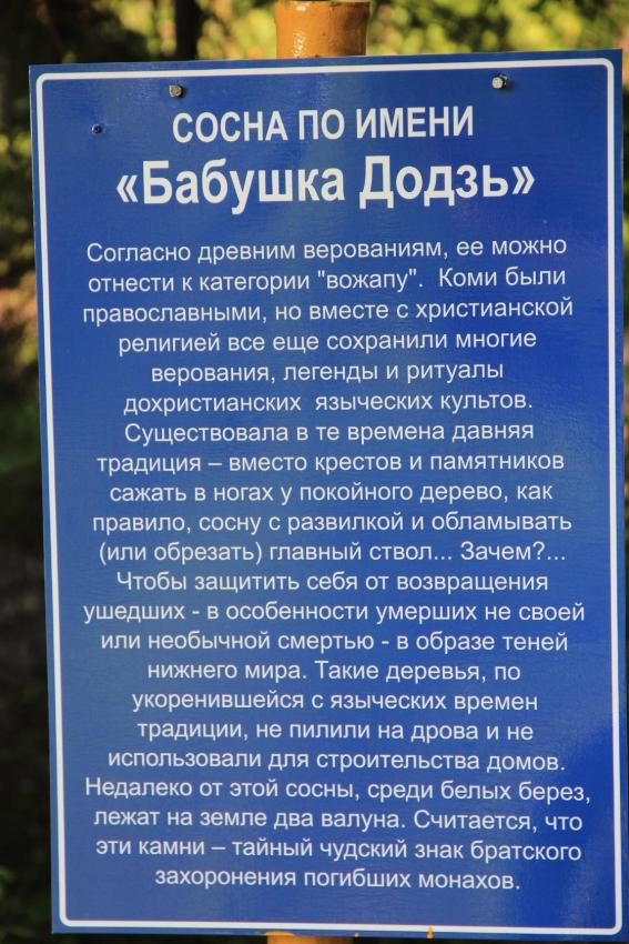 Дерево "Бабушка Додзь"