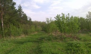Таккавар., фото 6 из 10