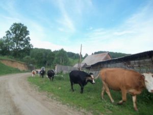 Природа с.Верх-Слюдянки, фото 15 из 44