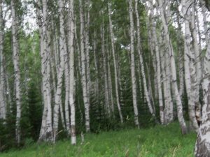 Природа с.Верх-Слюдянки, фото 21 из 44