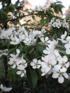 МОЙ ОТЧИЙ ДОМ , МОЯ ЗЕМЛЯ, фото 2 из 6