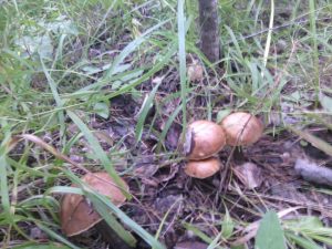 зарисовки местного пейзажа, фото 2 из 4