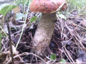 зарисовки местного пейзажа, фото 1 из 4