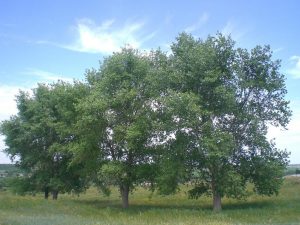 Виды села Клименки, фото 3 из 23