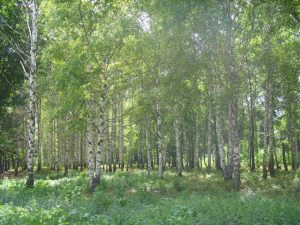 Виды села Клименки, фото 7 из 23