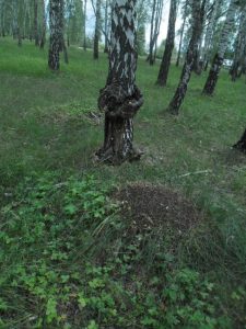 Родной край, фото 6 из 6