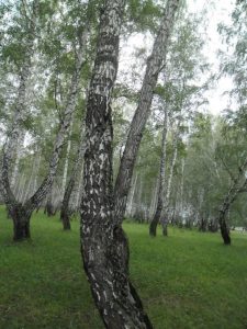 Родной край, фото 2 из 6