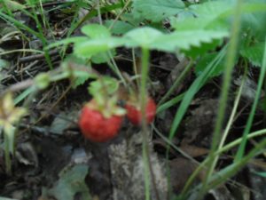 Родной край, фото 3 из 6