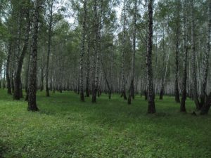 Родной край, фото 4 из 6