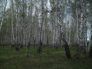 Яксат, фото 1 из 5